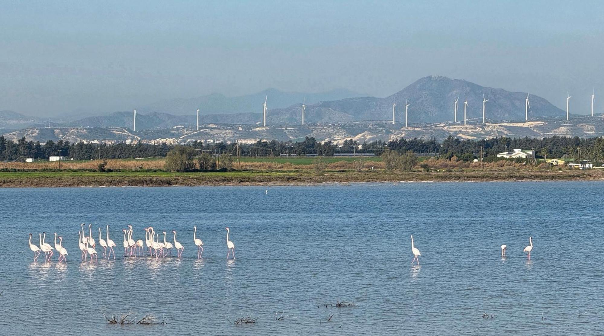 Yialos Village By Cybarco Larnaca Bagian luar foto